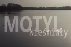 Premiera: Motyl - Nieśmiały