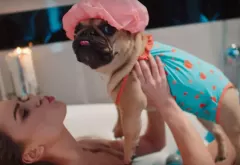 Teledysk z Mopsem nowym hitem disco polo?! Internauci chwalą produkcję Maczo! 