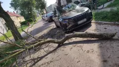 Wielki konar spadł na auto gwiazdora disco polo! Auto zniszczone! Artysta podróżował z żoną [ZDJĘCIA]