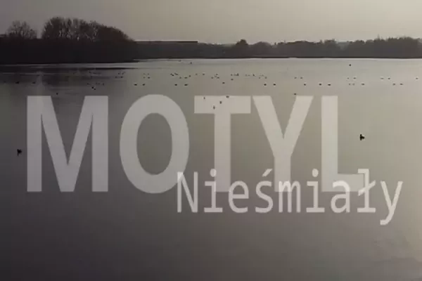 Premiera: Motyl - Nieśmiały