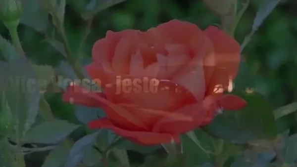 Vice Versa - Ty jestes serca biciem