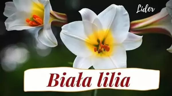 Arek Kopaczewski - Biała lilia 