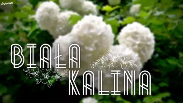 Arek Kopaczewski - Biała kalina