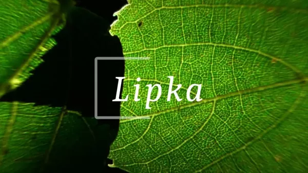 Viesna - Lipka