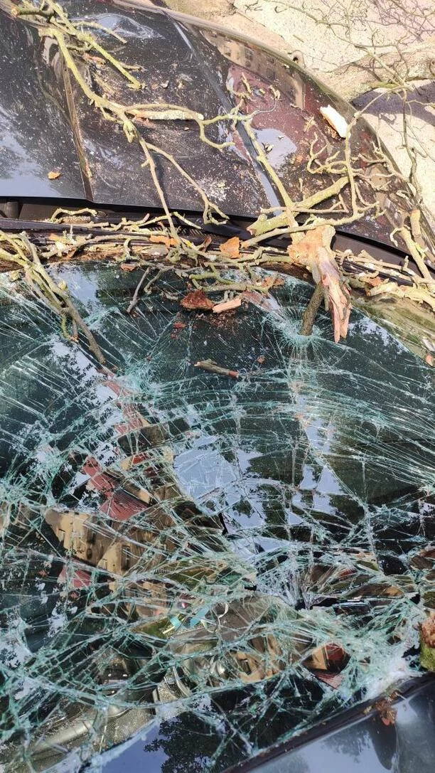 Wielki konar spadł na auto gwiazdora disco polo! Auto zniszczone! Artysta podróżował z żoną [ZDJĘCIA]