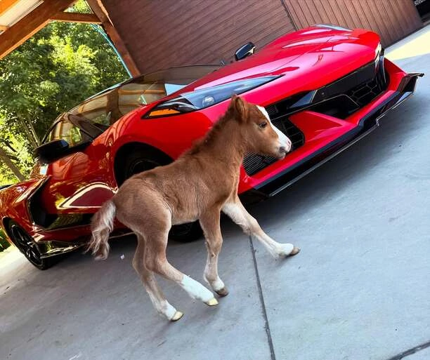 Kordian kupił Corvette C8 6.2 l za ponad pół miliona! To luksus, który robi wrażenie