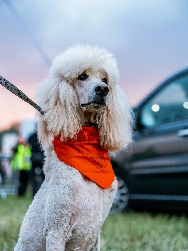 Von Prais - między sceną disco polo a miłością do pudli królewskich

