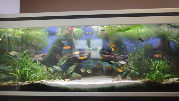 Kto by tak chciał?! Wielkie akwarium, jacuzzi i basen! Tak mieszka uwielbiany gwiazdor disco polo - Łukasz Gesek!