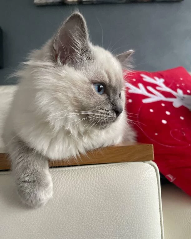 Wielka radość Doroty Gwiazdowskiej MIG! „Nowy członek rodziny„ Gwiazda pokazała wzruszające zdjęcie! Fani „Ale Słodziak„