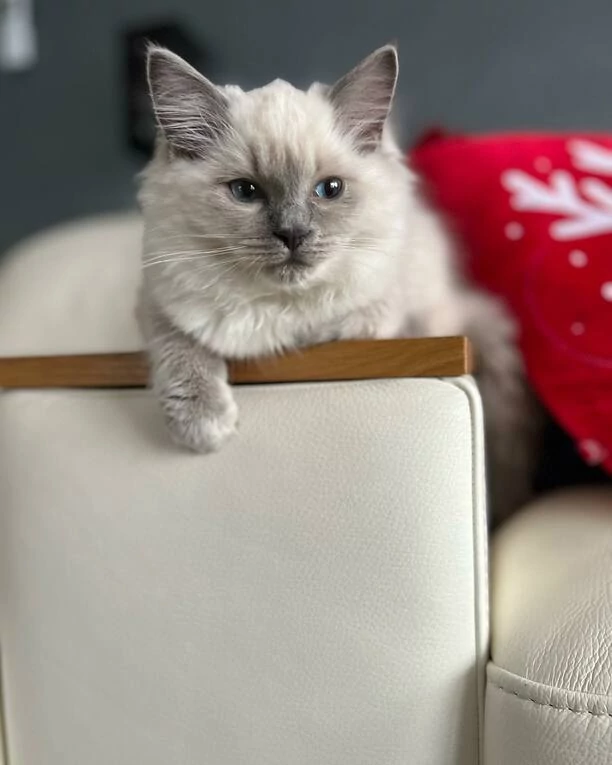 Wielka radość Doroty Gwiazdowskiej MIG! „Nowy członek rodziny„ Gwiazda pokazała wzruszające zdjęcie! Fani „Ale Słodziak„