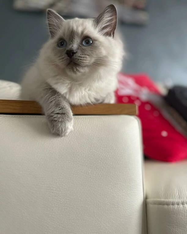 Wielka radość Doroty Gwiazdowskiej MIG! „Nowy członek rodziny„ Gwiazda pokazała wzruszające zdjęcie! Fani „Ale Słodziak„