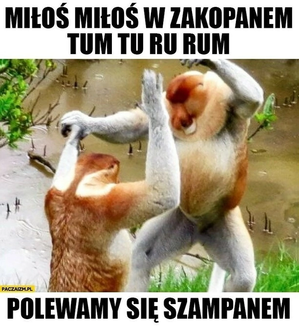 Nie przegap! To najzabawniejsze memy o disco polo?! Który jest Twoim ulubionym?