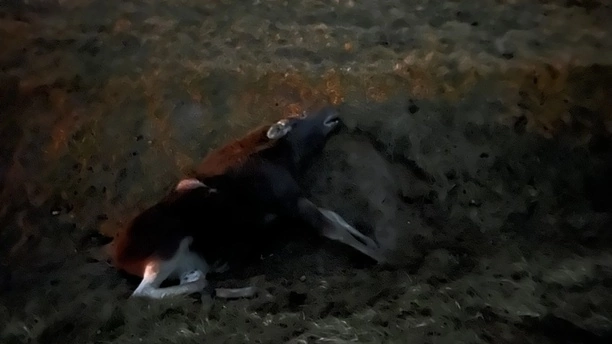 PILNE! Krok od tragedii! Groźny wypadek wokalisty disco polo! Zderzenie z 300-kilogramowym łosiem! Zobaczcie zdjęcia z miejsca wypadku!