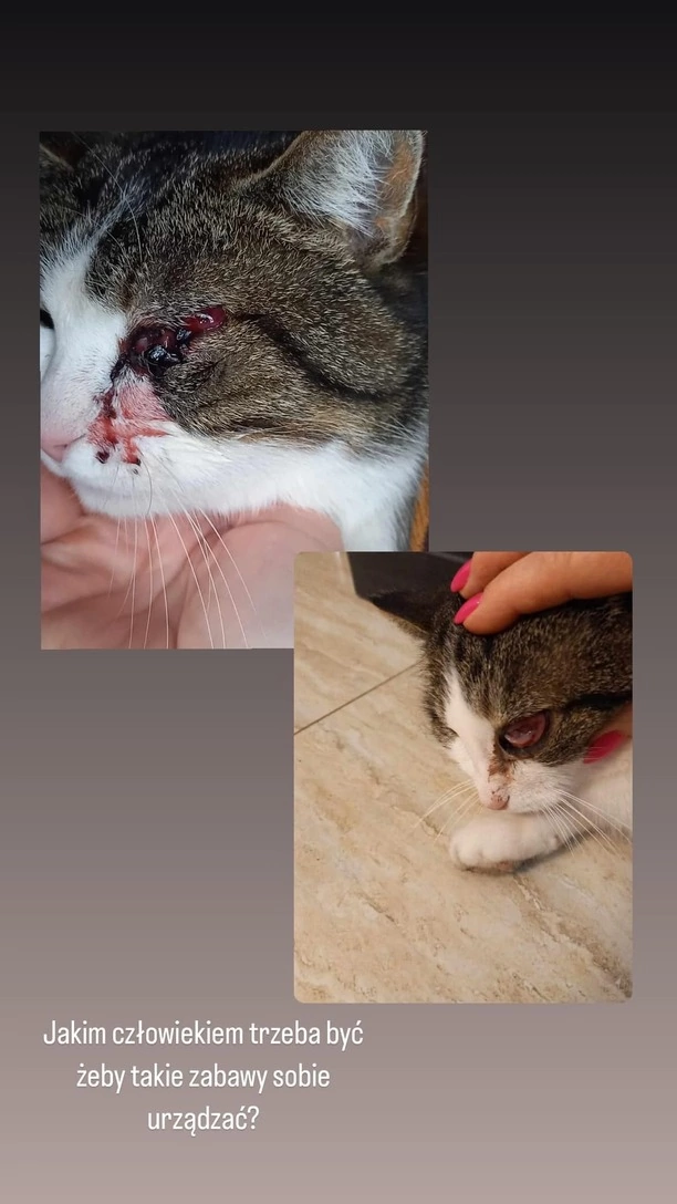 Horror znanej wokalistki disco polo! Ktoś postrzelił Jej kota w oko! Zwierzę zmarło, trwają poszukiwania zbrodniarza!