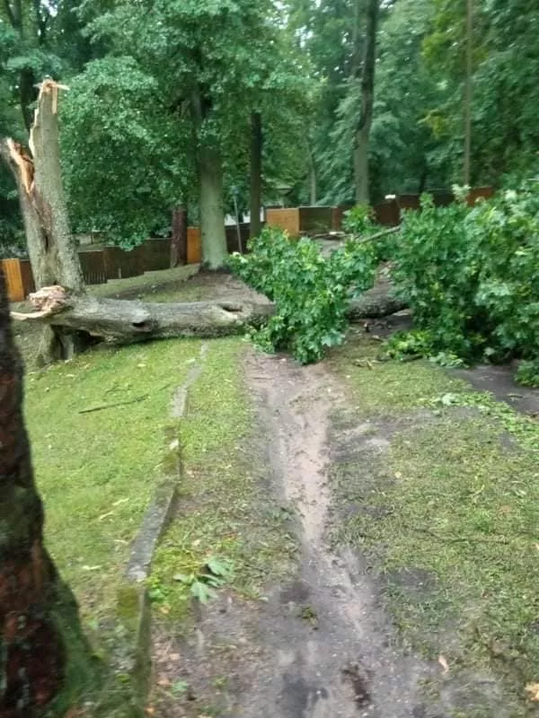 Nawałnica powaliła drzewa w miejscu popularnych koncertów disco polo! Dramatyczne zdjęcia! 