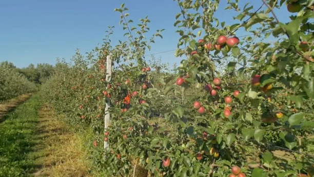 Pudzianowski mieszka w luksusach?! Jest właścicielem ogromnego sadu!