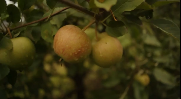 Pudzianowski mieszka w luksusach?! Jest właścicielem ogromnego sadu!