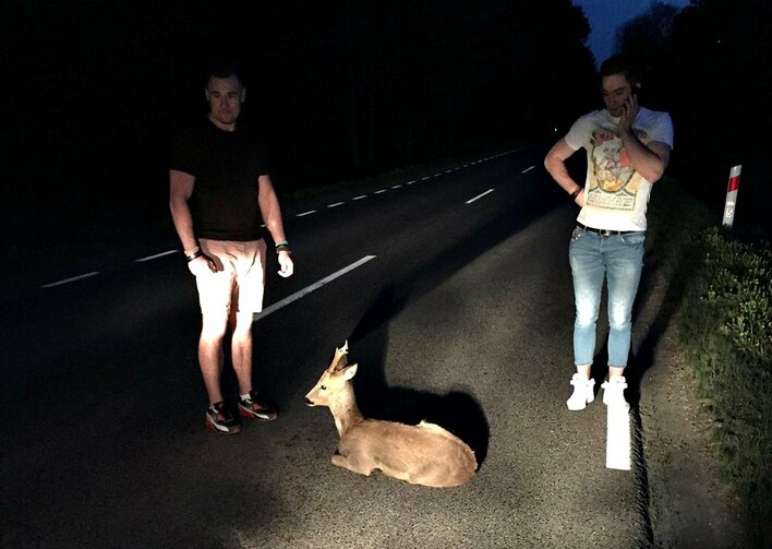 Bohaterski wyczyn członków disco polo! Panowie uratowali potrąconego jelonka! 
