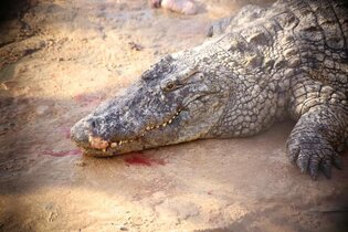 Chwile grozy wokalisty disco polo?! Muzyk disco polo stanął oko w oko z krokodylem!
