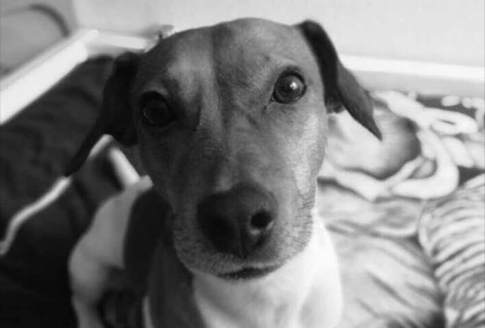 Dramat gwiazdy disco polo! Nieznany sprawca zastrzelił jego psa - właściciele proszą o pomoc! 