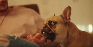 Mały słodki piesek bohaterem gorącej produkcji disco polo! Koniecznie zobaczcie!