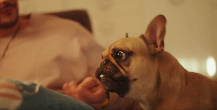 Mały słodki piesek bohaterem gorącej produkcji disco polo! Koniecznie zobaczcie!