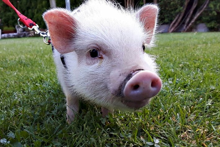 Świnka wkracza na salony! Zobaczcie materiał z planu Maczo - jest sztos! 