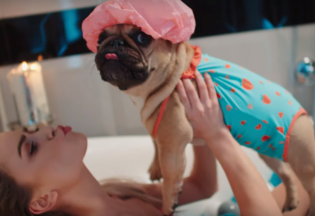 Teledysk z Mopsem nowym hitem disco polo?! Internauci chwalą produkcję Maczo! 