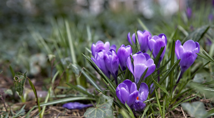 Wiosna zawitała w pełni! Poznaj najlepsze sposoby na cieszenie się tym sezonem!