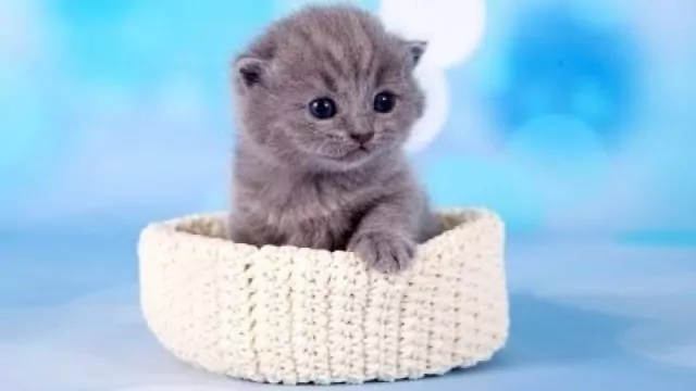 Redox - Kici Kici 2018