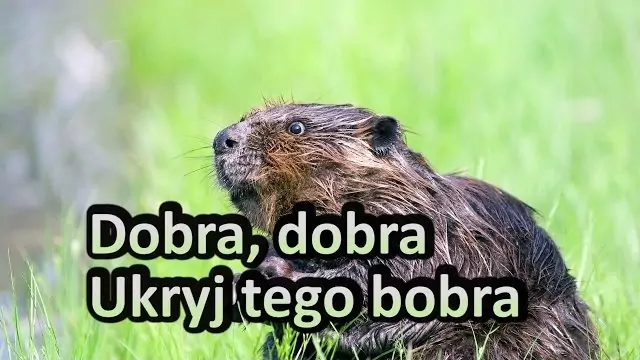 DJ Farad - Dobra, dobra, ukryj tego bobra