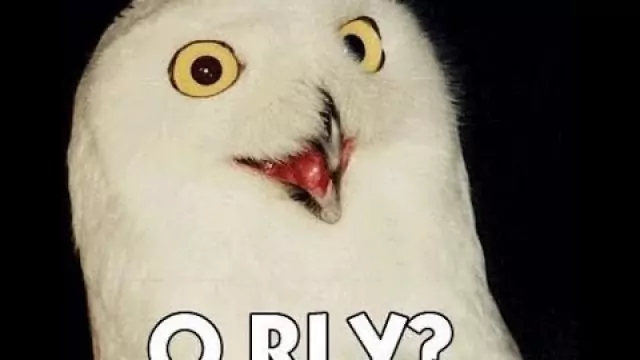 Poranne Wyjce - Sowa w Lesie Mieszka [Top Girls Parodia]