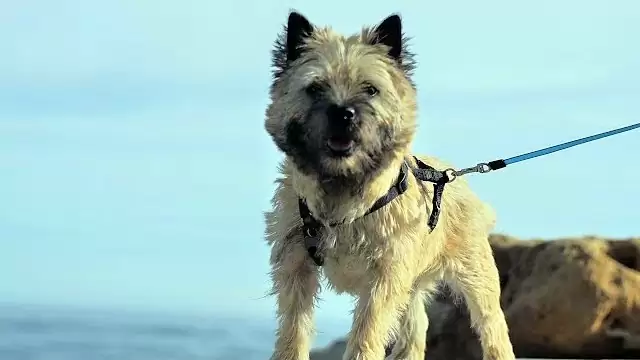 NEW YORK - Czerwona sukienka