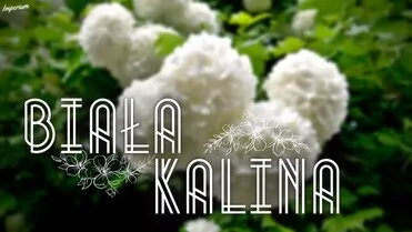 Arek Kopaczewski - Biała kalina