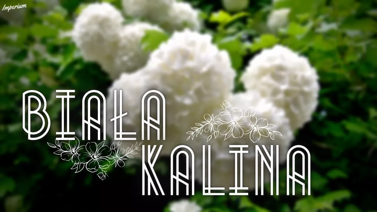 Arek Kopaczewski - Biała kalina