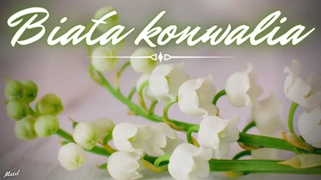 Arek Kopaczewski & Loki - Biała konwalia