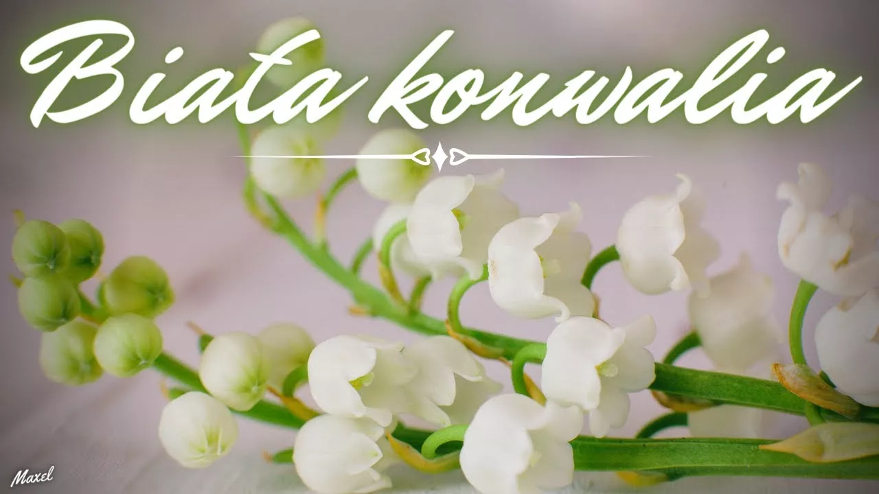 Arek Kopaczewski & Loki - Biała konwalia