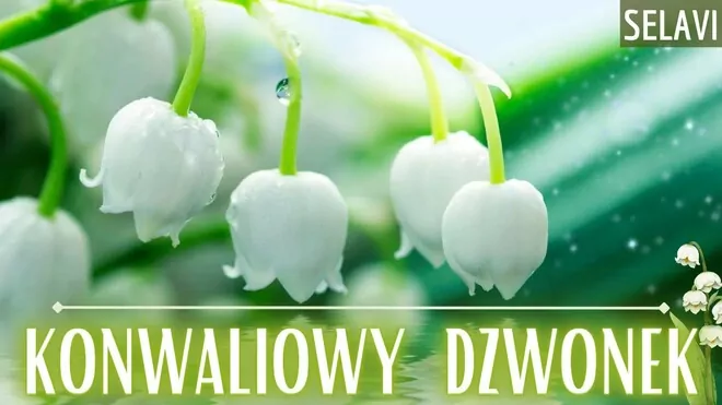 Arek Kopaczewski & Loki - Konwaliowy dzwonek (z rep. SELAVI)