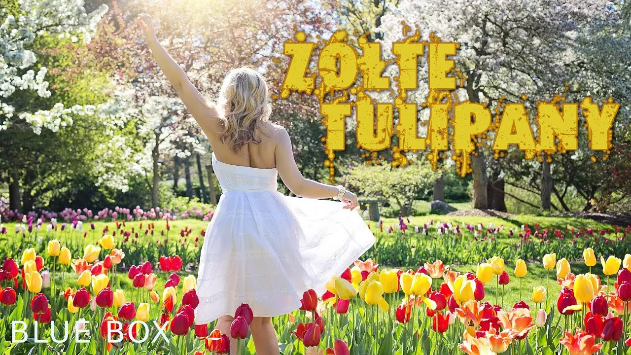 BLUE BOX - Żółte tulipany